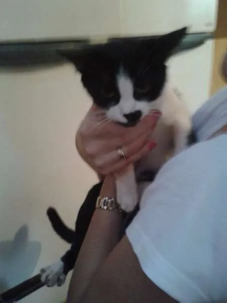 Gato ra a SRD idade Abaixo de 2 meses nome sem  nomes