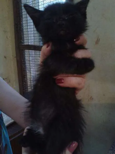 Gato ra a SRD idade Abaixo de 2 meses nome sem  nomes