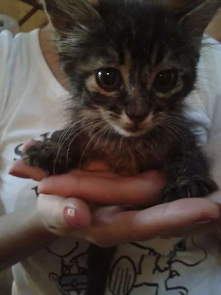 Gato ra a SRD idade Abaixo de 2 meses nome sem  nomes