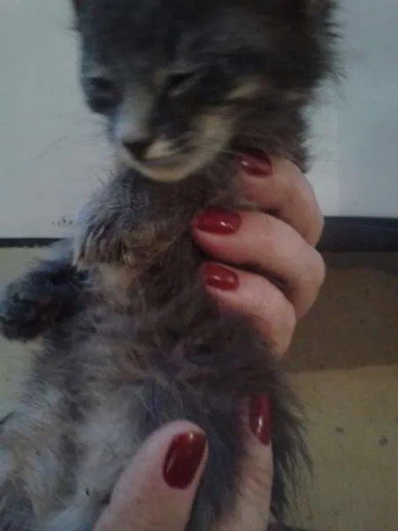Gato ra a SRD idade Abaixo de 2 meses nome sem  nomes