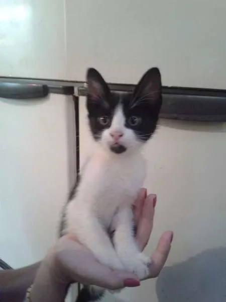 Gato ra a SRD idade Abaixo de 2 meses nome sem  nomes