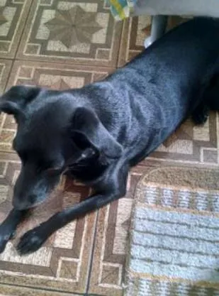 Cachorro ra a labrador com vira lata idade 4 anos nome Cléo