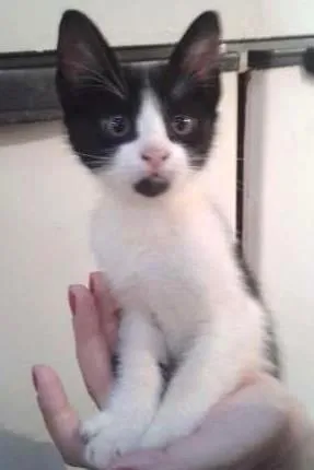 Gato raça SRD idade Abaixo de 2 meses nome sem  nomes