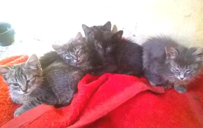 Gato ra a SRD idade Abaixo de 2 meses nome sem  nomes