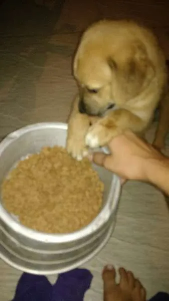 Cachorro ra a Vira lata idade Abaixo de 2 meses nome Nina