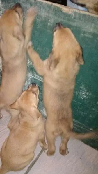 Cachorro ra a Vira lata idade Abaixo de 2 meses nome Nina