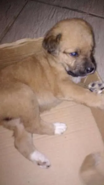 Cachorro ra a Vira lata idade Abaixo de 2 meses nome Nina