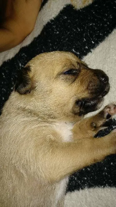 Cachorro ra a Vira lata idade Abaixo de 2 meses nome Nina
