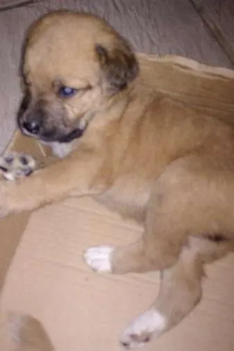 Cachorro ra a Vira lata idade Abaixo de 2 meses nome Nina