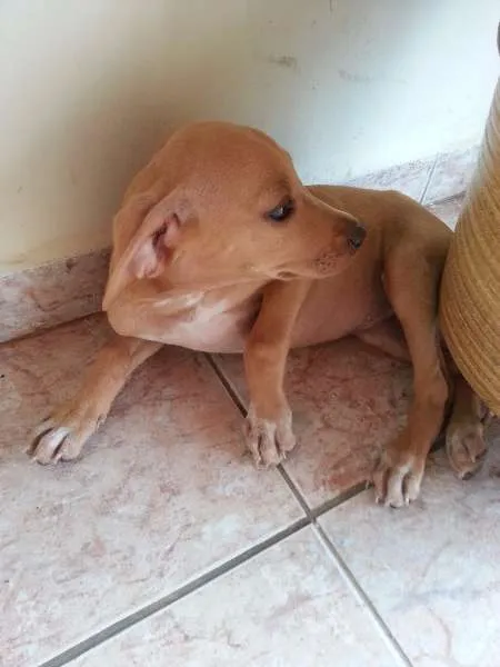 Cachorro ra a VRL idade 2 a 6 meses nome Luna