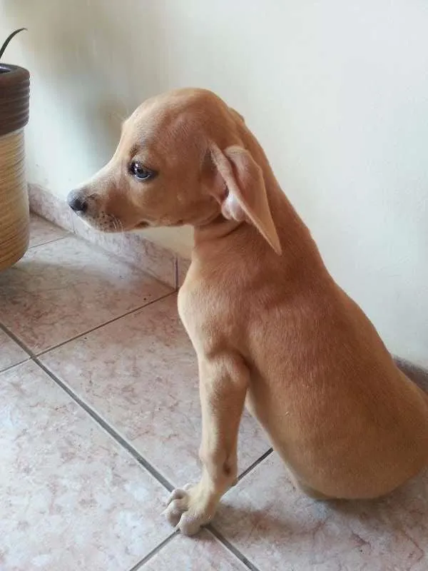 Cachorro ra a VRL idade 2 a 6 meses nome Luna