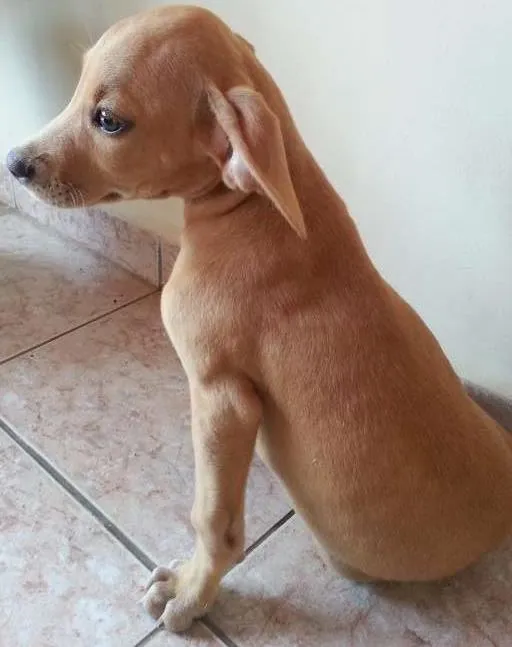 Cachorro ra a VRL idade 2 a 6 meses nome Luna