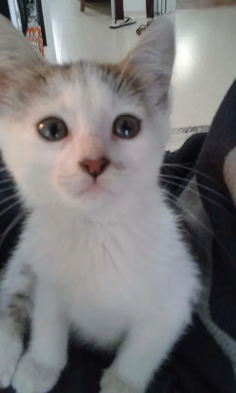 Gato ra a SRD idade 2 a 6 meses nome Tini