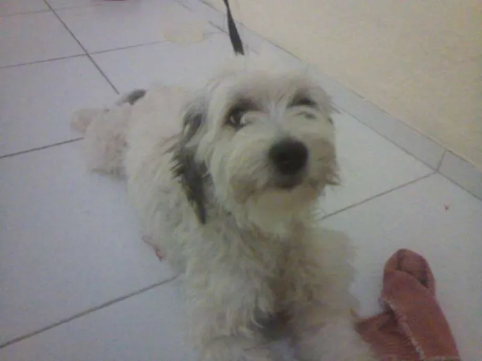 Cachorro ra a  idade 3 anos nome Spike
