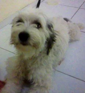 Cachorro raça  idade 3 anos nome Spike