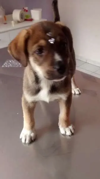 Cachorro ra a SRD idade 2 a 6 meses nome Menina