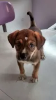 Menina