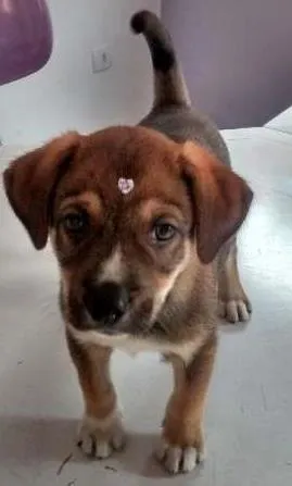 Cachorro ra a SRD idade 2 a 6 meses nome Menina