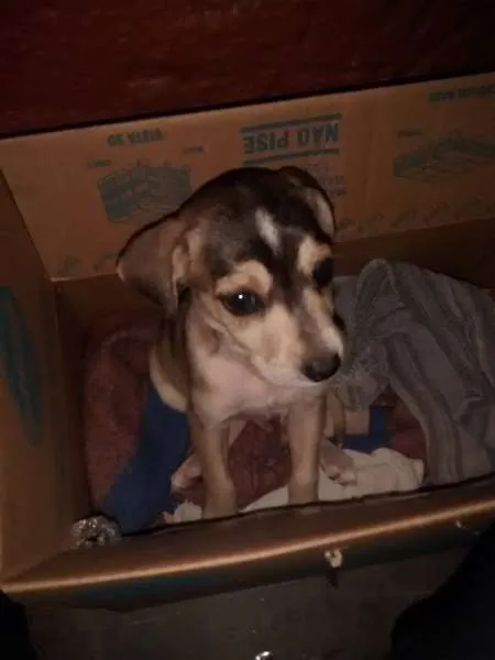 Cachorro ra a Vira Lata idade Abaixo de 2 meses nome Não tem nome