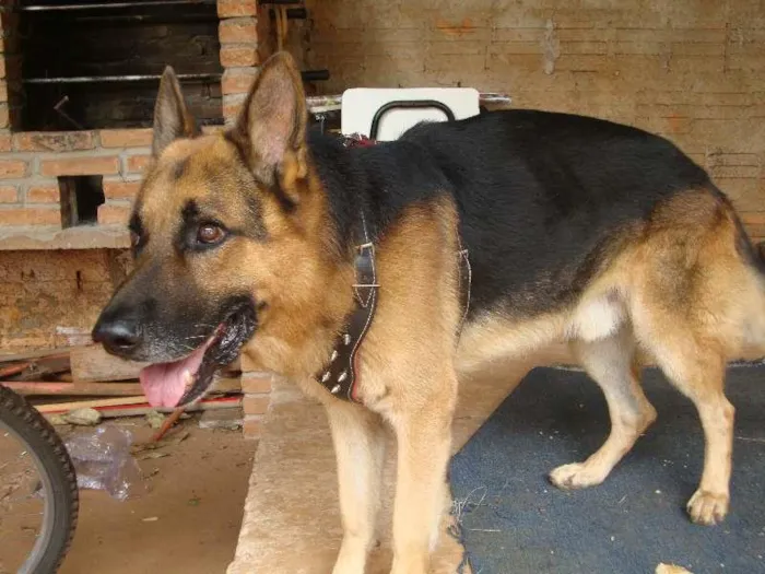 Cachorro ra a pastor alemao idade 5 anos nome thor