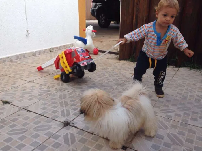 Cachorro ra a Shitzu idade 2 a 6 meses nome Beka