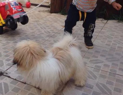 Cachorro ra a Shitzu idade 2 a 6 meses nome Beka