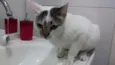 JOLIE