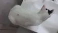 JOLIE