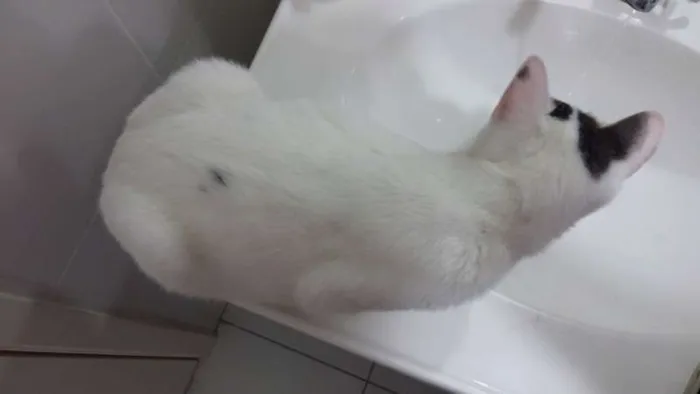 Gato ra a SRD idade 7 a 11 meses nome JOLIE