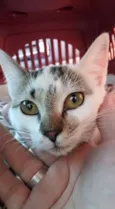 JOLIE