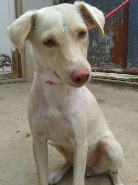 Cachorro ra a SRD idade 1 ano nome Liz
