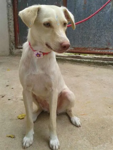 Cachorro ra a SRD idade 1 ano nome Liz