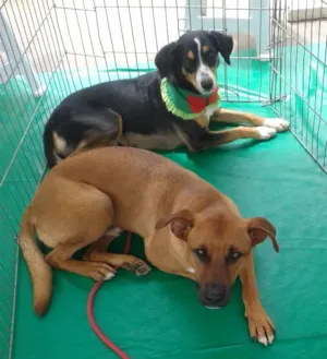 Cachorro raça SRD idade 2 anos nome Fred e Gaia