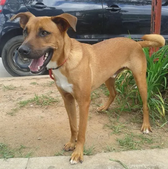 Cachorro ra a SRD idade 2 anos nome Fred e Gaia