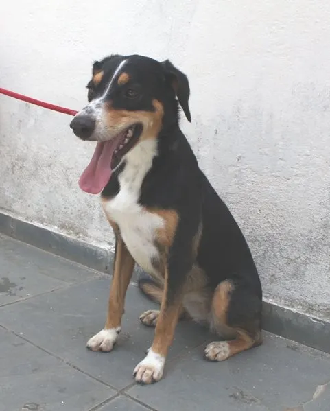 Cachorro ra a SRD idade 2 anos nome Fred e Gaia