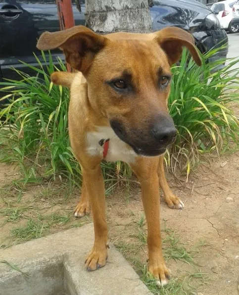 Cachorro ra a SRD idade 2 anos nome Fred e Gaia