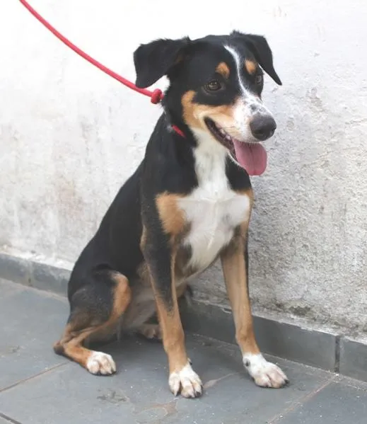 Cachorro ra a SRD idade 2 anos nome Fred e Gaia
