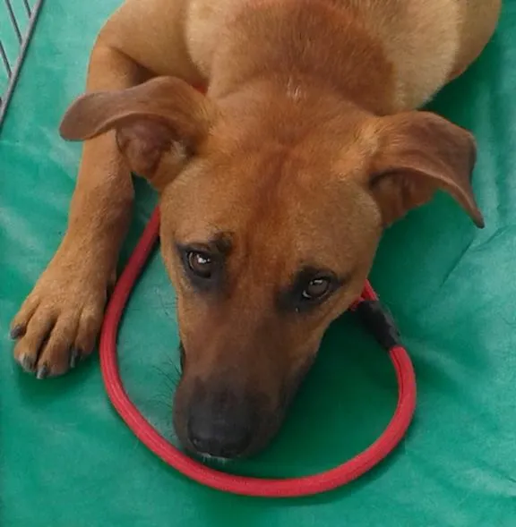 Cachorro ra a SRD idade 2 anos nome Fred e Gaia