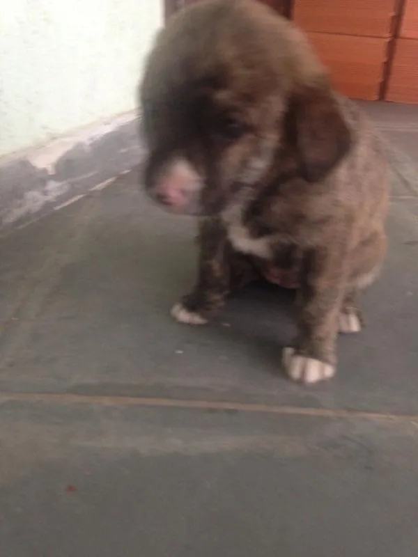 Cachorro ra a  idade 2 a 6 meses nome Sem Nome 