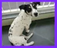 Julieta