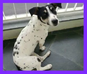 Cachorro raça SRD idade 1 ano nome Julieta