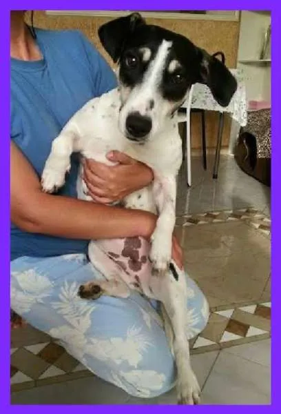 Cachorro ra a SRD idade 1 ano nome Julieta