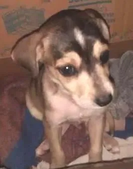 Cachorro ra a Vira Lata idade Abaixo de 2 meses nome Não tem nome