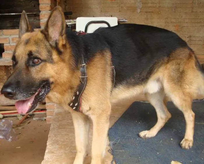 Cachorro ra a pastor alemao idade 5 anos nome thor