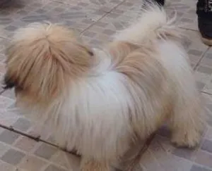 Cachorro raça Shitzu idade 2 a 6 meses nome Beka