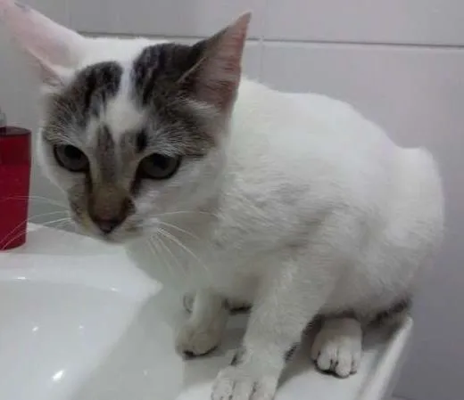 Gato ra a SRD idade 7 a 11 meses nome JOLIE