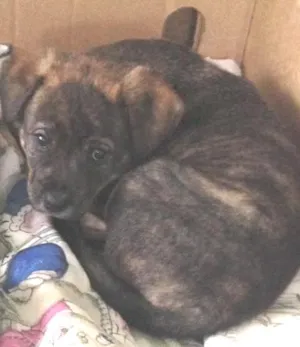 Cachorro raça  idade 2 a 6 meses nome Sem Nome 