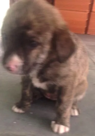 Cachorro ra a  idade 2 a 6 meses nome Sem Nome 
