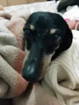 Tchuca