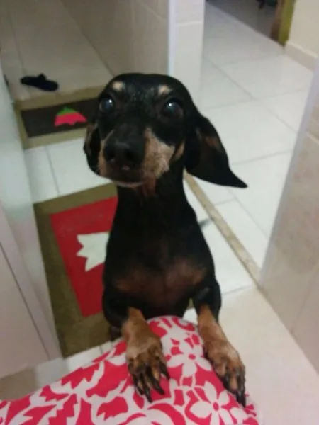 Cachorro ra a Daschaund idade 6 ou mais anos nome Tchuca